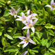 Illustration for article titled 10 Shade Loving Rockery Plants